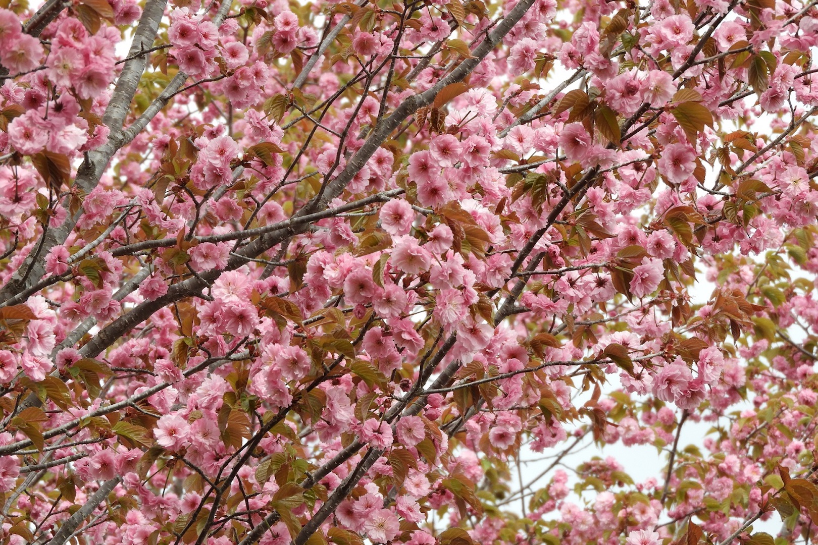 園内の桜